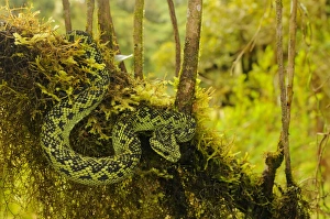 Rain Forests Prints: Nitsches Bush Viper (Atheris nitschei) adult, on branch, Kahuzi-Biega N. P