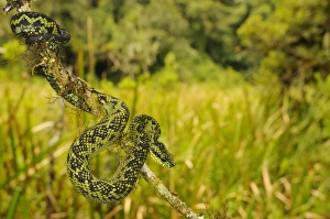 Nitsches Bush Viper (Atheris nitschei) adult, on branch, Kahuzi-Biega N. P