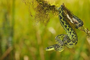 Nitsches Bush Viper (Atheris nitschei) adult, on branch, Kahuzi-Biega N. P