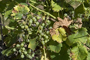 Vine Prints: Noble rot or grey mould, Botrytis cinerea