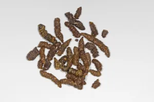 Dropping Prints: Noctule Bat (Nyctalus noctula) droppings