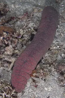 Sea Cucumbers Prints: Nocturnal Pinkfish Sea Cucumber (Holothuria edulis) adult