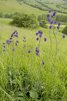Nodding Sage (Salvia nutans) flowering, growing in old grassland, Transylvania, Romania, June