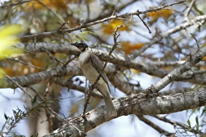 Queensland Prints: Noisy Friarbird (Philemon corniculatus) adult