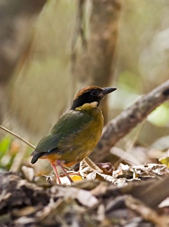 Queens Land Prints: Noisy Pitta (Pitta versicolor) adult, standing amongst leaf litter, Queensland, Australia