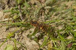 Kent Prints: Nomad Bee (Nomada lathburiana) adult, Dungeness RSPB Reserve, Kent, England, April