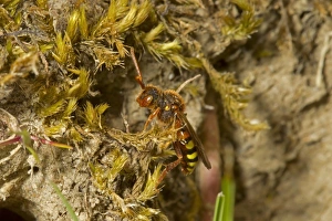 Nomad Bee (Nomada lathburiana) adult, Dungeness RSPB Reserve, Kent, England, April