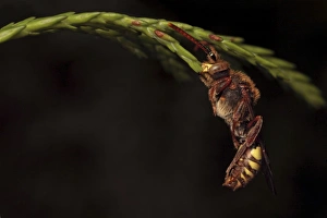 Sleeping Prints: Nomad Bee (Nomada lathburiana) adult female