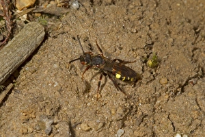 Parasites Prints: Nomad Bee (Nomada leucophthalma) adult, Norfolk, England, April