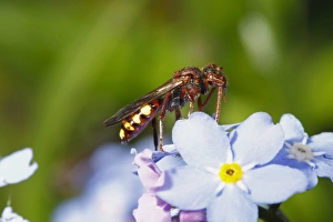 Antennae Prints: Nomad Bee (Nomada panzeri) adult female