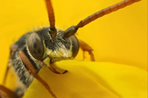 Nomad Bee (Nomada sp. ) adult, close-up of head, sleeping with jaws locked onto flower petal, Leicestershire, England, may