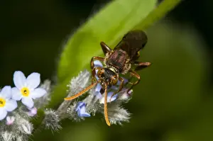 Mason Bee Prints: Nomad Bee (Nomada sp. ) adult, feeding on Forget-me-not (Myosotis sp)