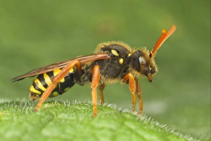 Mason Bee Prints: Nomad Bee (Nomada sp. ) adult, resting on leaf, Leicestershire, England, may