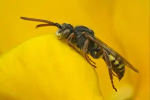 Sleeping Prints: Nomad Bee (Nomada sp. ) adult, sleeping with jaws locked onto flower petal