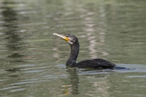 Non breeding adult Great Cormorant