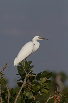 Little Prints: Non Breeding Little Egret - Okavango Botswana