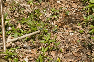 Gamebird Prints: Noose trap set in woodland used for pheasant rearing, Dorset, England, May