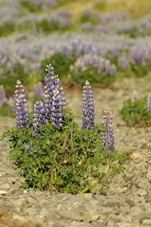 Aliens Prints: Nootka Lupin (Lupinus nootkatensis) introduced species, flowering, Iceland, June
