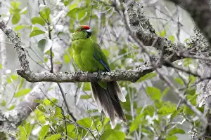 Parakeet Prints: Norfolk Island Parakeet (Cyanoramphus cookii) adult male