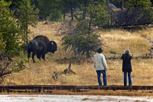 Boardwalks Prints: North American Bison (Bison bison) adult