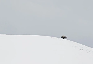 North American Bison (Bison bison) adult, standing on snow covered hillside, Yellowstone N. P. Wyoming, U. S. A. february