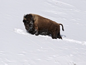 North American Bison (Bison bison) adult, feeding in deep snow, Yellowstone N. P. Wyoming, U. S. A. february