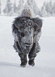 Animals USA Prints: North American Bison (Bison bison) adult male