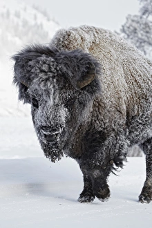 Buffaloes Prints: North American Bison (Bison bison) adult male