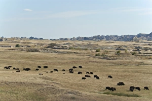 North American Bison (Bison bison) herd, grazing in prairie habitat, Sage Creek Wilderness, Badlands N. P, South Dakota, U. S. A. september