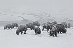 North American Bison (Bison bison) herd, feeding in snow, Yellowstone N. P. Wyoming, U. S. A. february