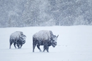 Blizzard Prints: North American Bison (Bison bison) two immatures