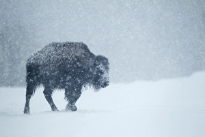 Blizzard Prints: North American Bison (Bison bison) young