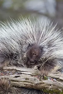 Montana Prints: North American Porcupine (Erethizon dorsatum) adult