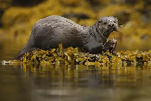 North American River Otter (Lontra canadensis) adult, with scarred head and nose