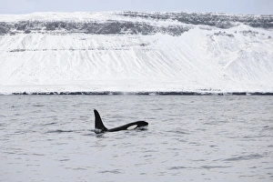 Whale Prints: North Atlantic Killer Whale (Orcinus orca) adult