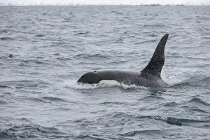 Whale Prints: North Atlantic Killer Whale (Orcinus orca) adult male