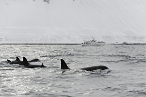 Whale Prints: North Atlantic Killer Whale (Orcinus orca) pod