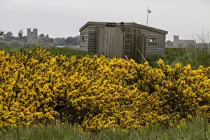 Havergate Prints: North Hide on Havergate Island looking towards Orford Castle and Church with flowering gorse bush in foreground