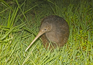 Flight Less Prints: North Island Brown Kiwi (Apteryx mantelli) adult