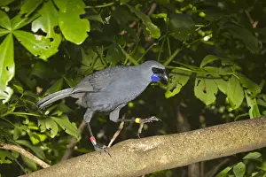 Ring Prints: North Island Kokako (Callaeas cinerea wilsoni) adult