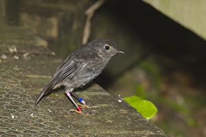 Ring Prints: North Island Robin (Petroica longipes) adult