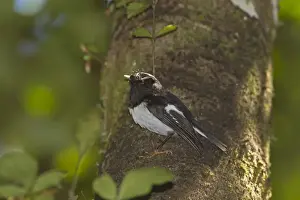 Petroicidae Prints: North Island Tomtit (Petroica macrocephala toitoi) adult