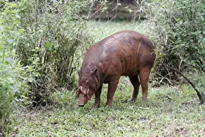 North Sulawesi Babirusa (Babyrousa celebensis) adult male, standing, Indonesia, march (captive)