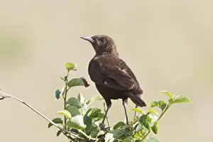 Kenyan Prints: Northern Anteater Chat (Myrmecocichla aethiops) adult, perched on bush, Kenya, October