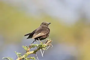 Northern Anteater Chat (Myrmecocichla aethiops) adult, perched on thorny twig, Kenya, October