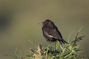 Kenyan Prints: Northern Anteater Chat (Myrmecocichla aethiops) adult
