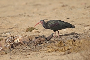 Northern Bald Ibis (Geronticus eremita) adult, foraging beside carrion in desert, Morocco, November