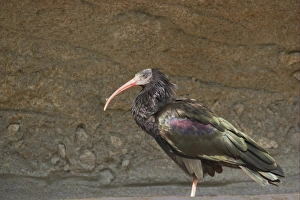 Critically Endangered Prints: Northern Bald Ibis (Geronticus eremita) adult, standing, Apenheul (captive)