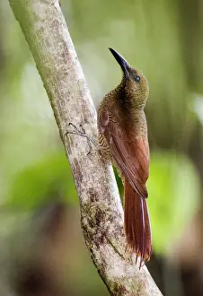 Woodcreepers Prints: Northern Barred-woodcreeper (Dendrocolaptes sanctithomae) adult