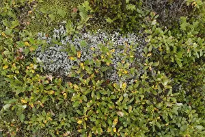 Deciduous Prints: Northern Bilberry (Vaccinium uliginosum) growing amongst moss, Iceland, August